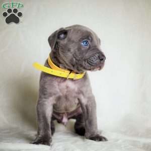 Elisha, Cane Corso Puppy